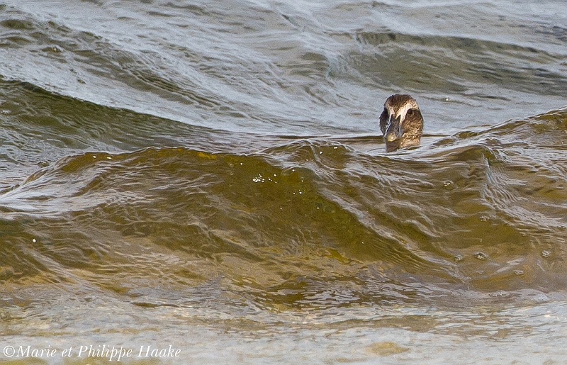 Eider a duvet 8387_wm.jpg - Eider à duvet, Common Eider, Somateria mollissima, juvénile (Öland, Suède, juin 2011)